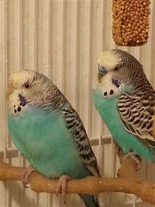 che colore...